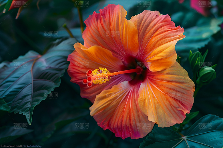 木槿花植物夏季摄影图