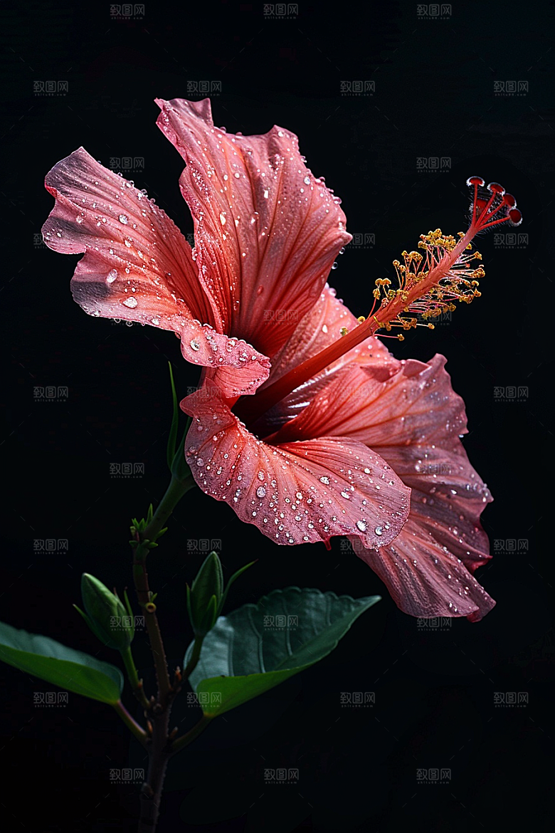 木槿花夏天彩色摄影图
