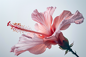 木槿花高清夏天摄影图