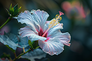 木槿花夏季高清摄影图