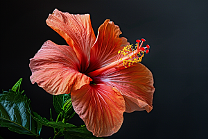 木槿花夏季自然摄影图