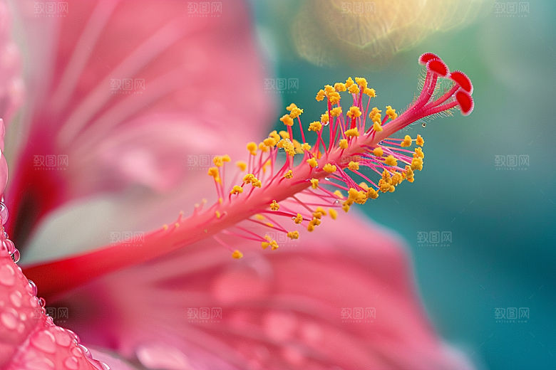 木槿花自然彩色摄影图