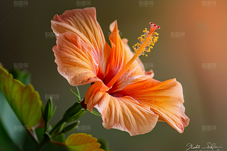 木槿花植物夏季摄影图