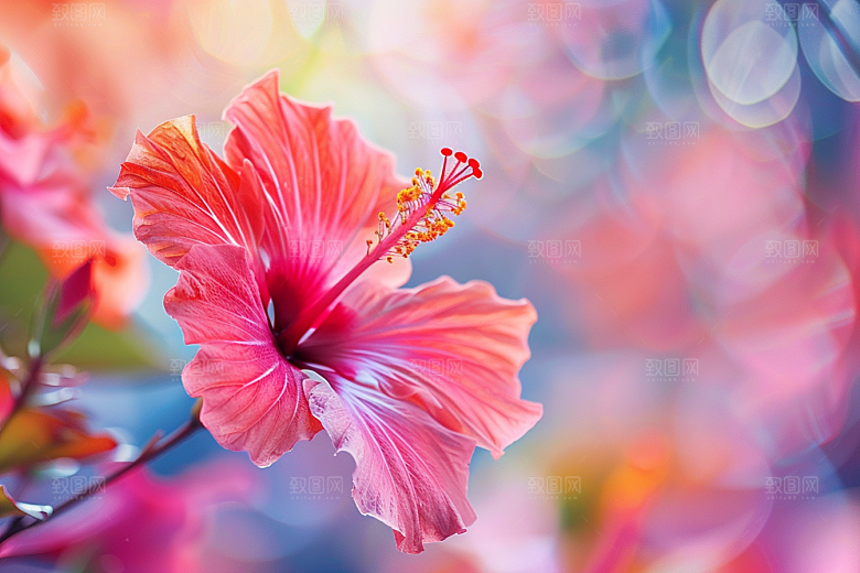 木槿花唯美花卉摄影图