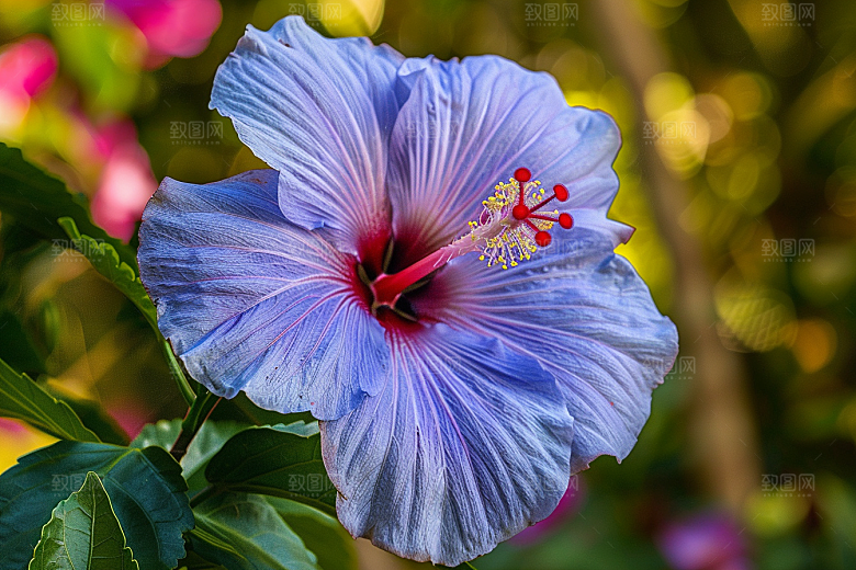 木槿花植物夏天摄影图