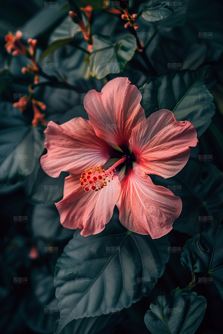 木槿花花朵自然摄影图