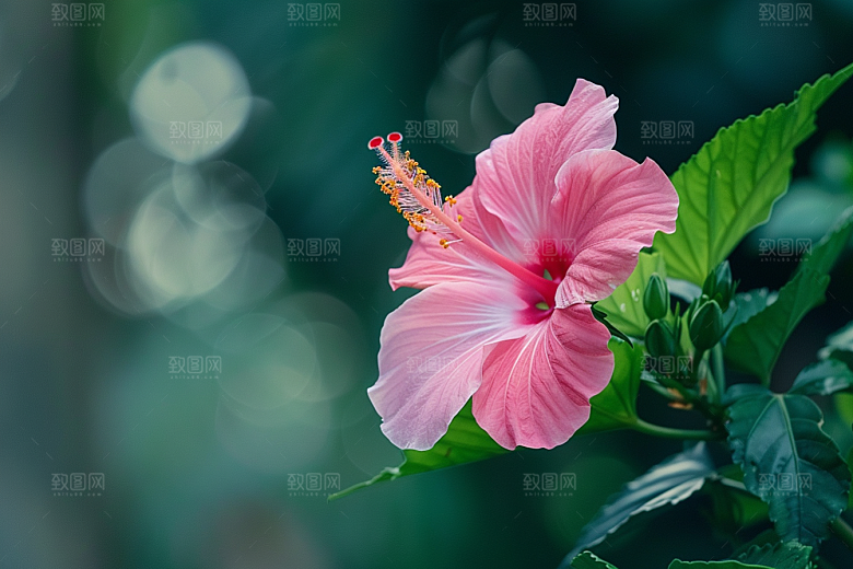 木槿花花卉自然摄影图