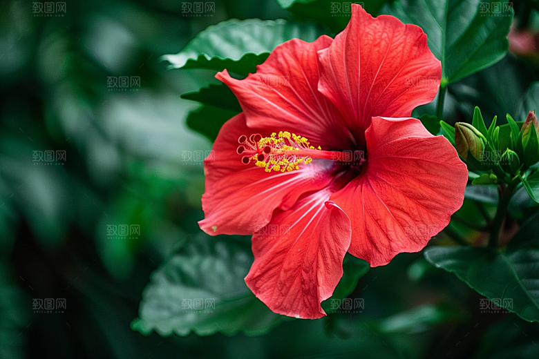 木槿花夏季高清摄影图