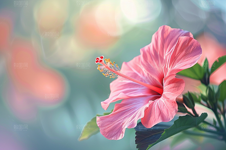 木槿花夏天自然摄影图
