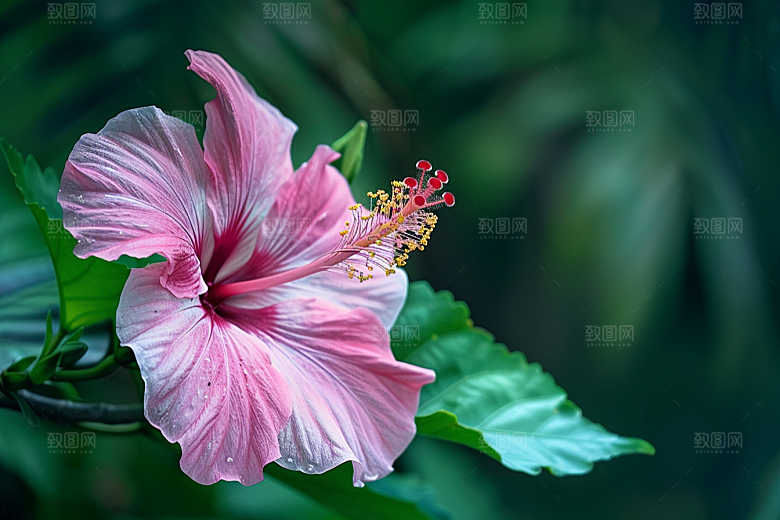 木槿花清新花朵摄影图