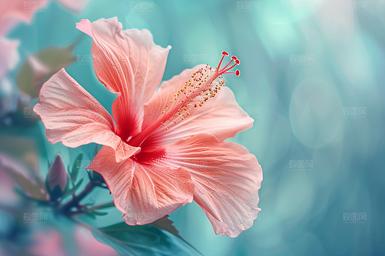 木槿花花朵彩色摄影图
