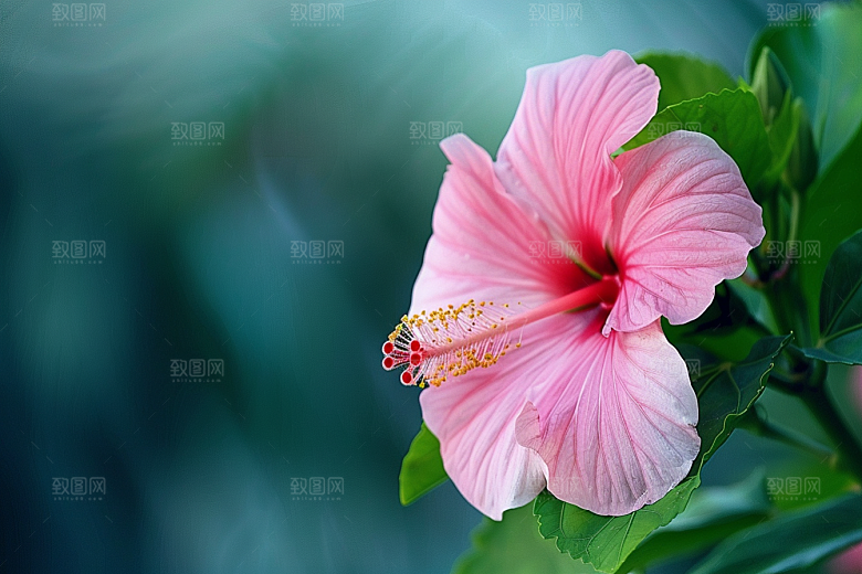 木槿花自然唯美摄影图