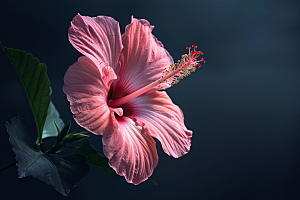 木槿花高清花朵摄影图