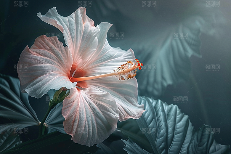 木槿花彩色花卉摄影图