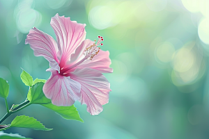 木槿花花朵花卉摄影图