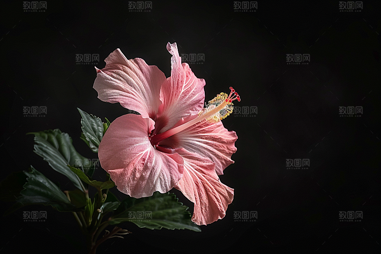 木槿花唯美夏天摄影图