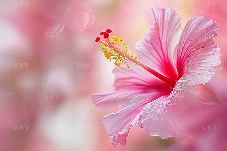 木槿花夏季木棉摄影图