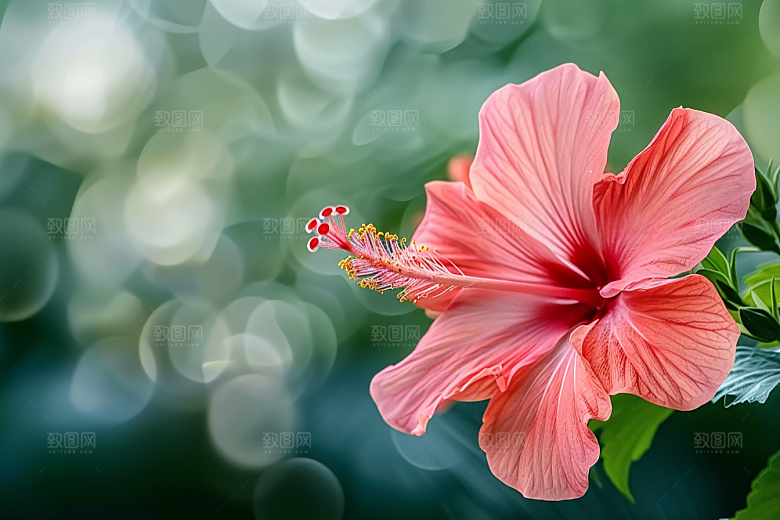木槿花夏天彩色摄影图