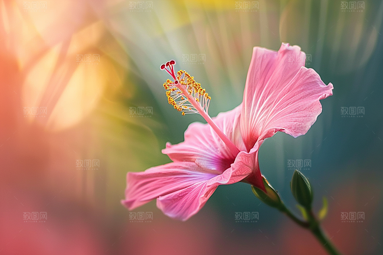 木槿花木棉花卉摄影图