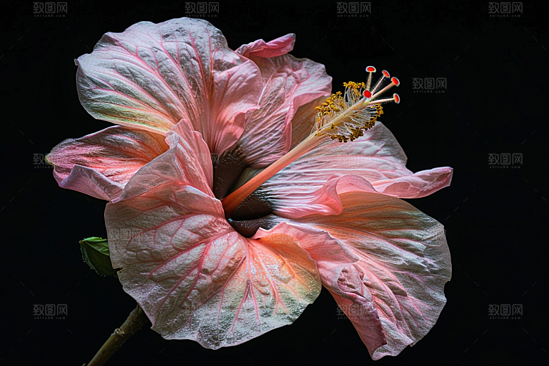 木槿花夏天木棉摄影图
