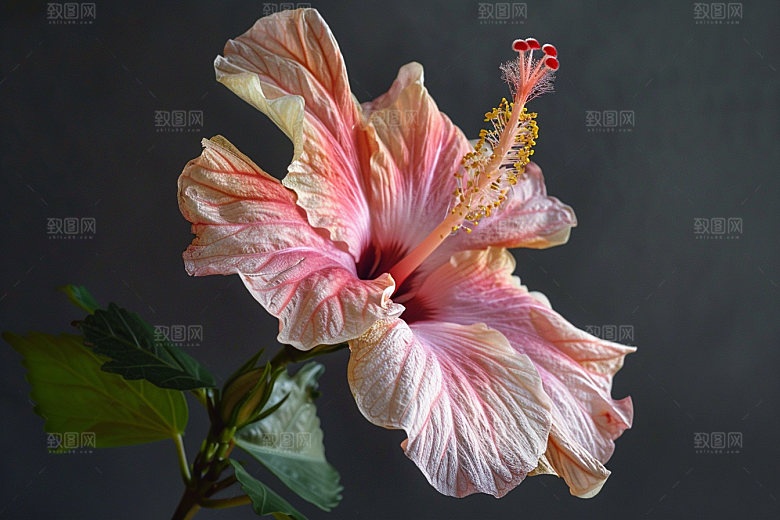 木槿花清新夏季摄影图