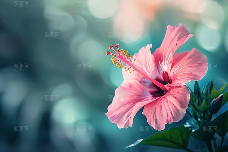 木槿花彩色清新摄影图