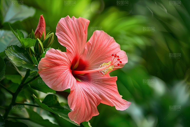 木槿花清新花朵摄影图