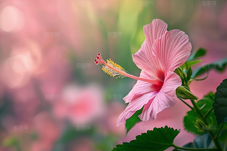 木槿花唯美植物摄影图
