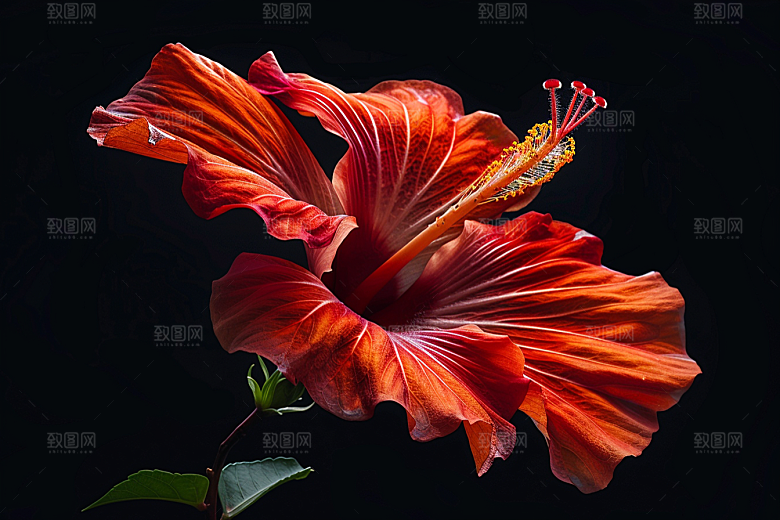 木槿花唯美自然摄影图