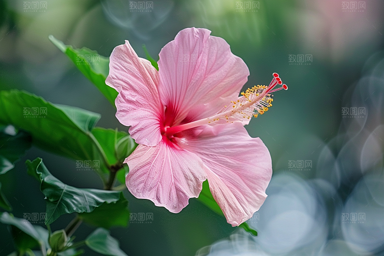 木槿花彩色花朵摄影图