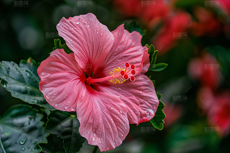 木槿花自然彩色摄影图