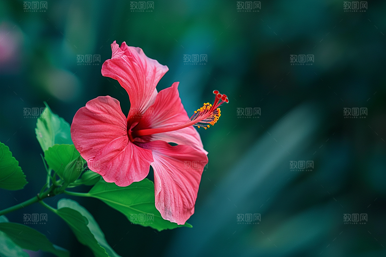 木槿花花朵清新摄影图