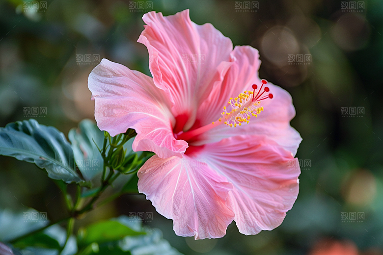 木槿花花卉夏天摄影图