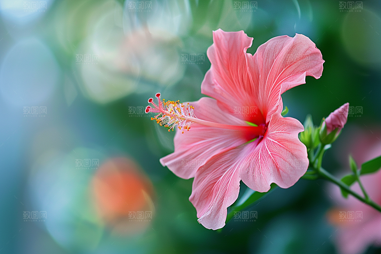 木槿花自然夏天摄影图