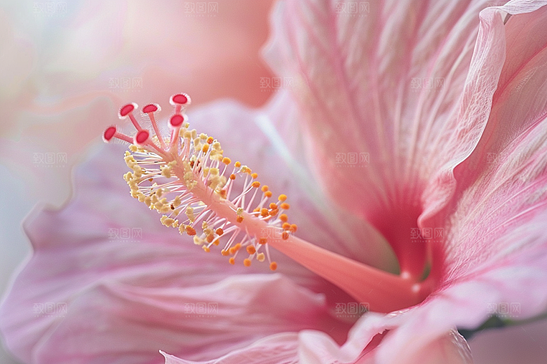 木槿花彩色木棉摄影图