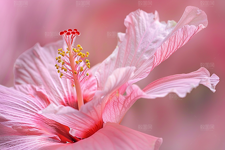 木槿花花卉夏季摄影图