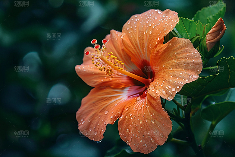 木槿花花卉清新摄影图