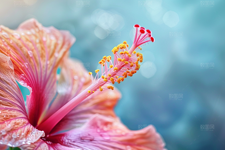 木槿花花朵花卉摄影图