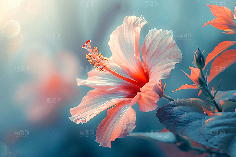木槿花清新彩色摄影图