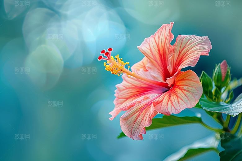 木槿花夏季木棉摄影图