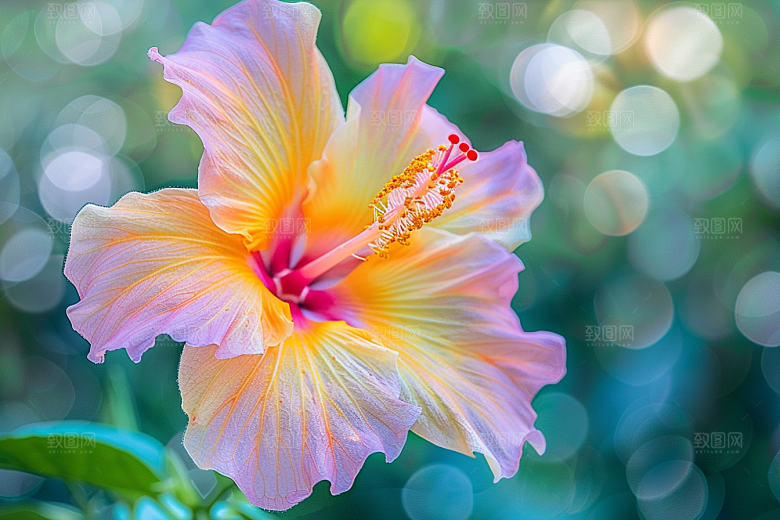 木槿花清新自然摄影图
