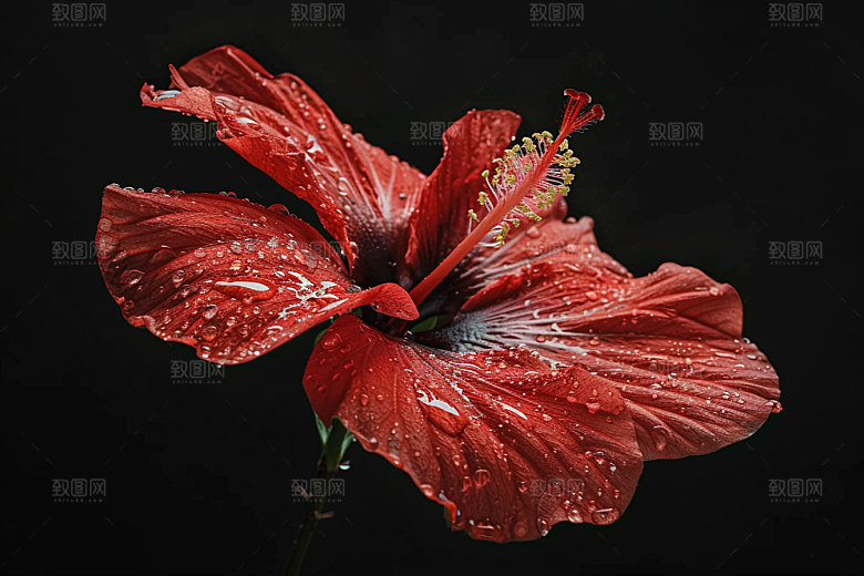 木槿花木棉花卉摄影图