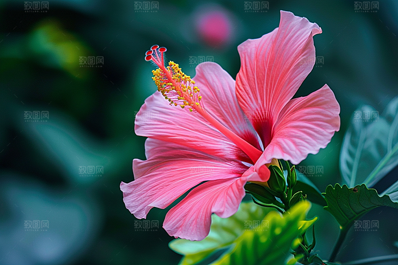 木槿花花朵彩色摄影图