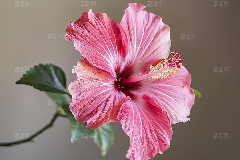 木槿花花卉夏季摄影图