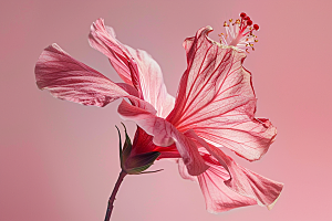 木槿花自然清新摄影图