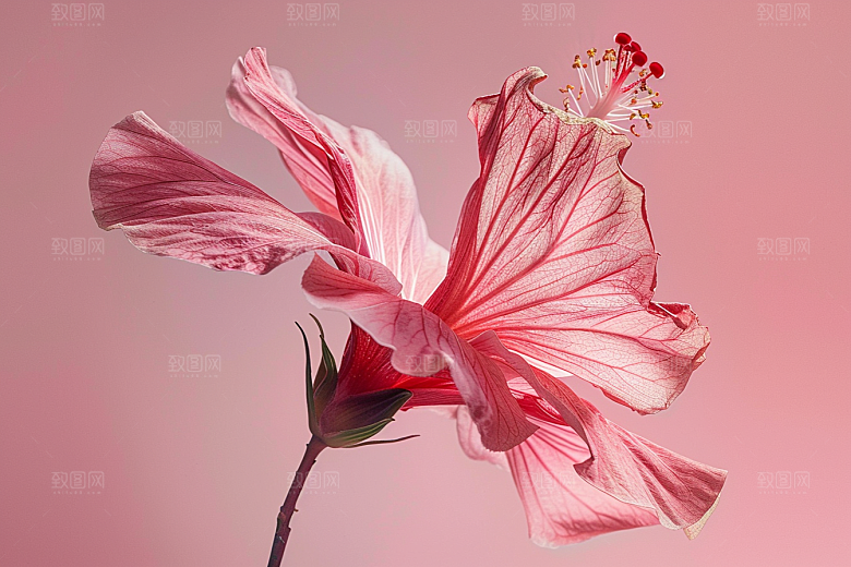 木槿花自然清新摄影图