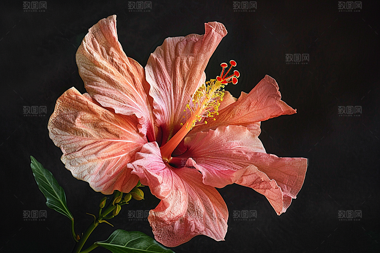 木槿花夏天花卉摄影图