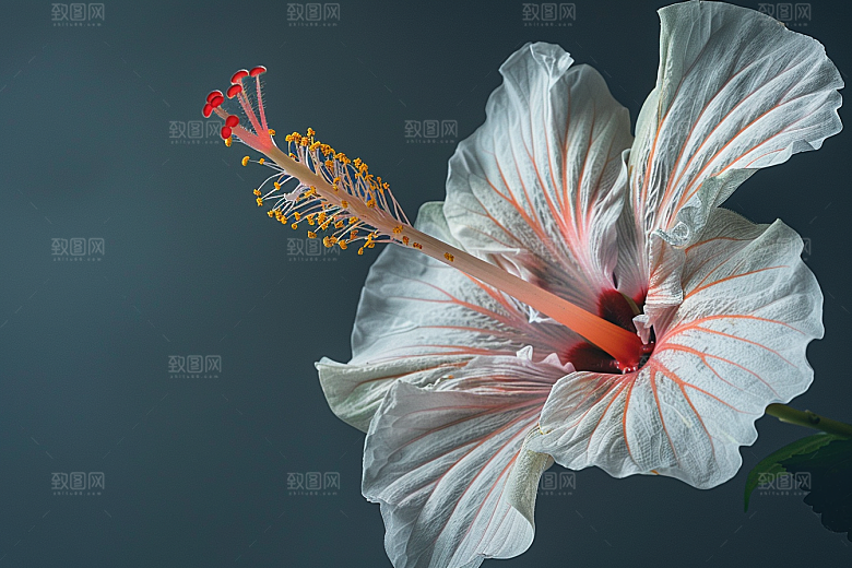 木槿花花朵花卉摄影图