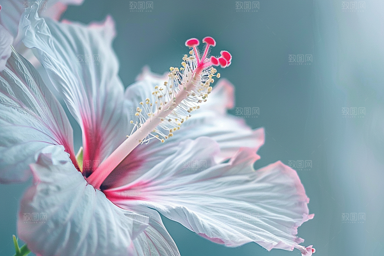 木槿花植物高清摄影图