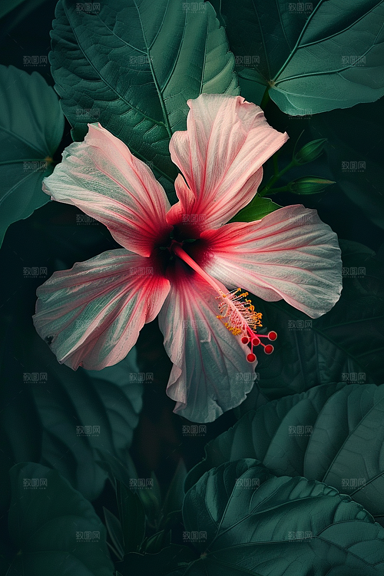 木槿花花朵植物摄影图
